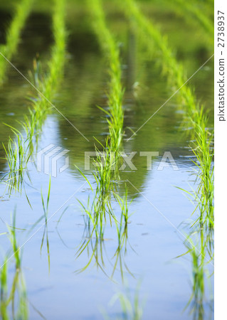 Spring rice fields 2738937