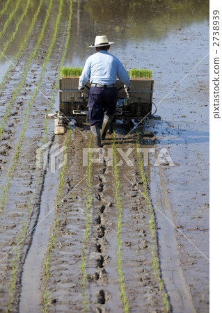 Rice planting work 2738939