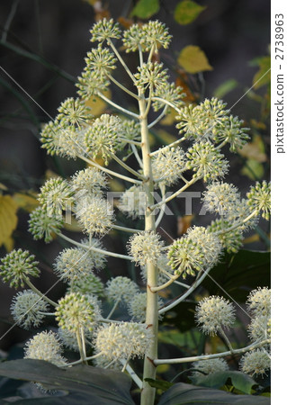 玉的花和果子 2738963