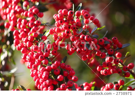Red fruit of Tokiwa hawthorn Red fruit of Tokiwa hawthorn 2738971