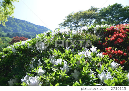 Azalea blooming in Horai Park 2739115