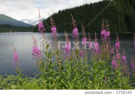 fireweed, willow herb, alaska 2739145