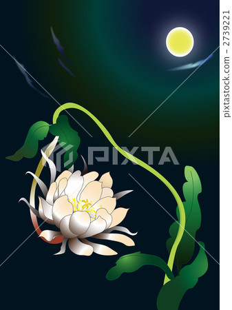 夜花 夜花 2739221