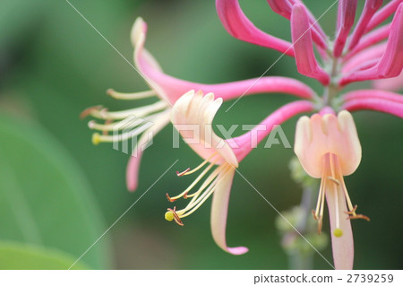 honey suckle, honeysuckle, nindou 2739259