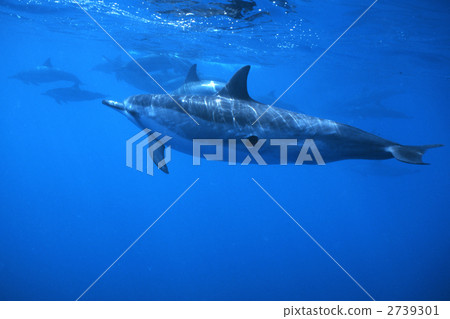 飛旋海豚 海豚 夏威夷群島 2739301