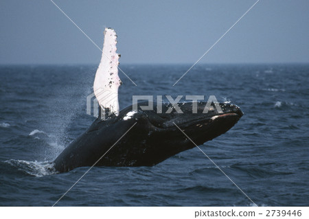 humpback whale, humpback, whale 2739446
