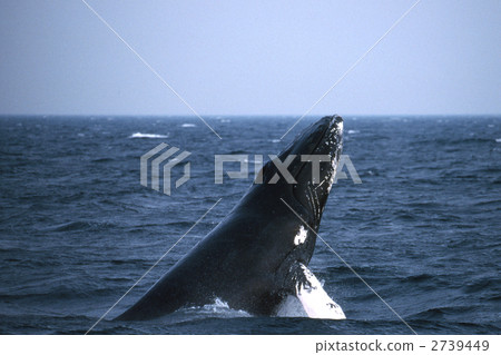 humpback whale, humpback, whale 2739449