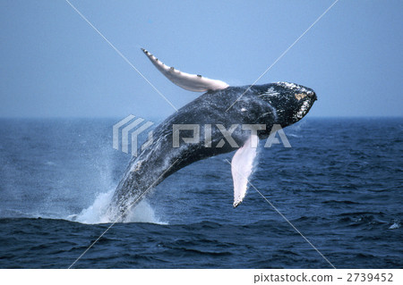 humpback whale, humpback, whale 2739452