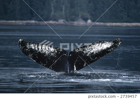 humpback whale, humpback, diving 2739457