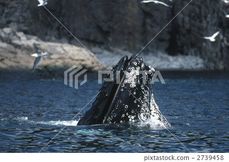 humpback whale, humpback, whale 2739458