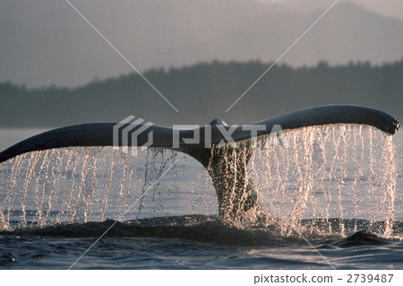 图库照片: 座头鲸 鲸鱼 跳水