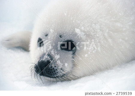 harp seal, seal, march 2739539