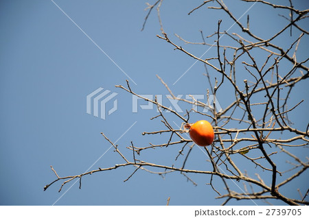 柿子 柿子 2739705