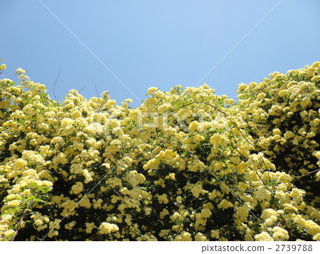 在盛開的黃色moco邊界 2739788