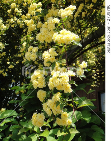 Yellow moco borough 2739790