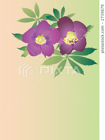 Christmas rose 2739879
