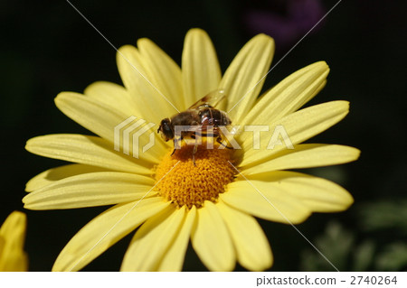 蜜蜂和朱利葉斯黛西 蜜蜂和朱利葉斯黛西 2740264
