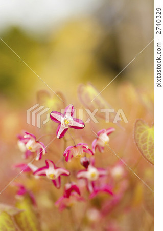 Freshwater leek Freshwater leek 2740329