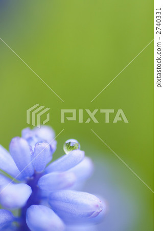 在穆斯卡里花的雨下落 在穆斯卡里花的雨下落 2740331