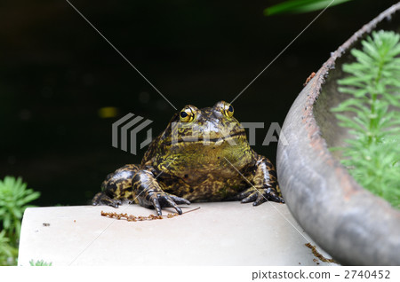 Bullfrog 2740452