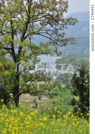 yellow flower, spring landscape, chikuma river 2740491