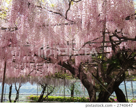 Wisteria of Izumi Ryūin 2740647