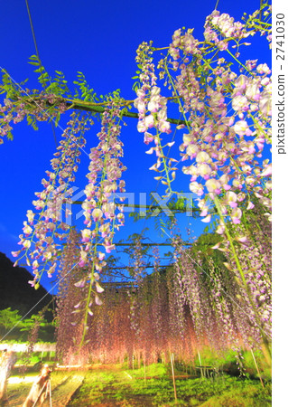 nine feet fuji, wisteria, bloom 2741030