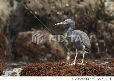 Kurosagi Kurosagi 2741291