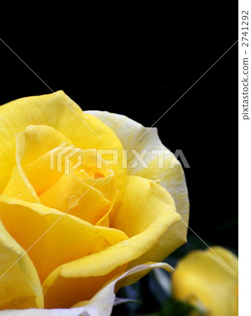 Yellow roses (vertical cut) 2741292
