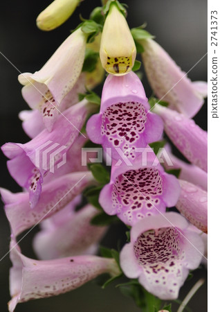 digitalis, foxglove, medicinal plants 2741373