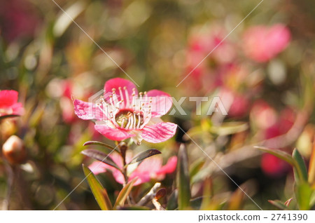 Fuyu plum 2741390
