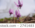 鐵桿花（3） 2741483