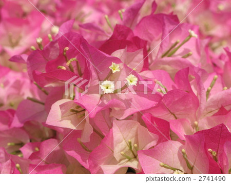 Bougainvillea (pink tiger, white floret) Bougainvillea (pink tiger, white floret) 2741490