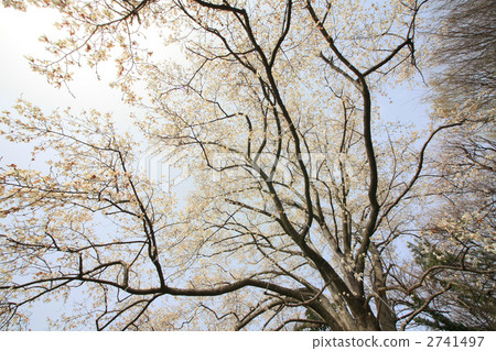 拳頭 拳頭 2741497