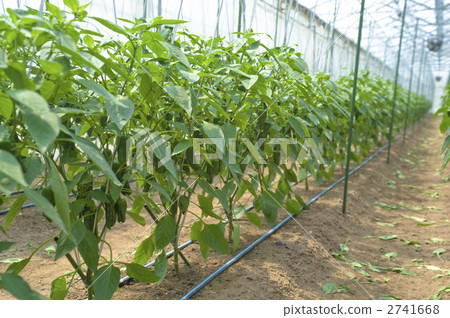 Bell peppers in a plastic house 2741668