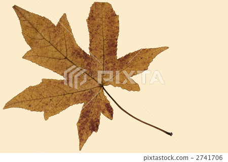 紅葉 2741706
