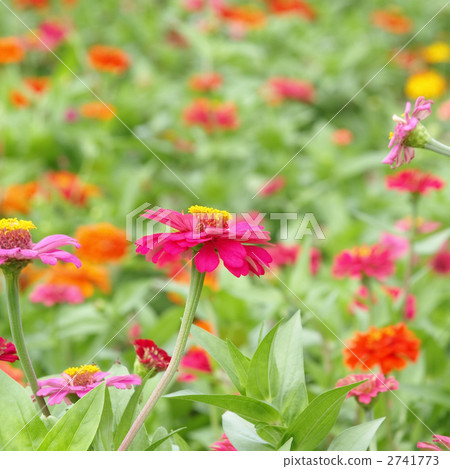 Hymnophora領域 2741773