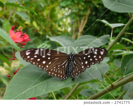 女Murasaki Madara的女性 女Murasaki Madara的女性 2741775