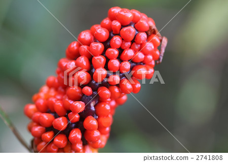 Fruit of Ten Nansho Fruit of Ten Nansho 2741808