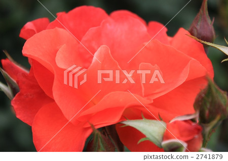 Orange rose (Princess Michiko) 2741879