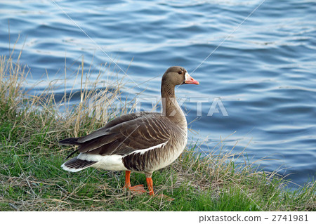 True wild goose 2741981