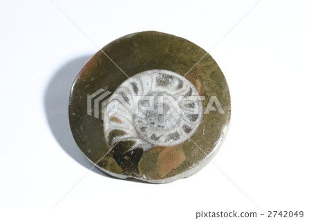 Goniaite的化石 Goniaite的化石 2742049