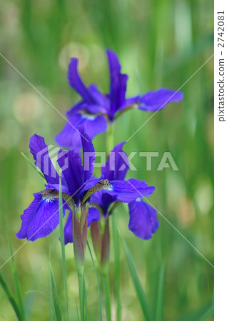 用字母虹膜轉換會產生虹膜或樹枝 用字母虹膜轉換會產生虹膜或樹枝 2742081