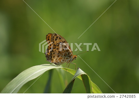 Black leaf tip Black leaf tip 2742085