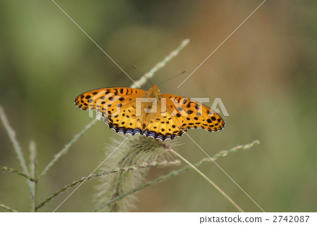 Black leaf tip 2742087