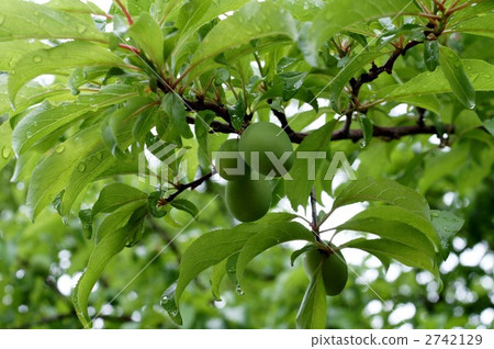 梅花 梅 青李 2742129