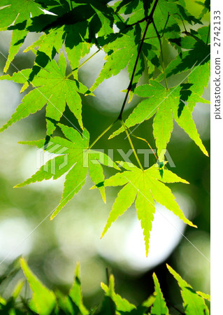 新鮮的綠色的楓樹 新鮮的綠色的楓樹 2742133