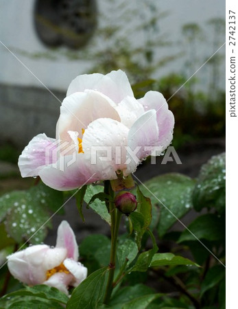 peony, bloom, blossom 2742137