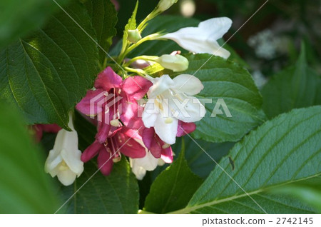 bloom, deutzia, weigela hortensis 2742145