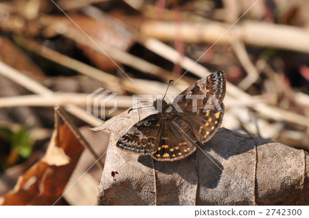 毛蟲〜Miyamaseseri的研究員〜 毛蟲〜Miyamaseseri的研究員〜 2742300